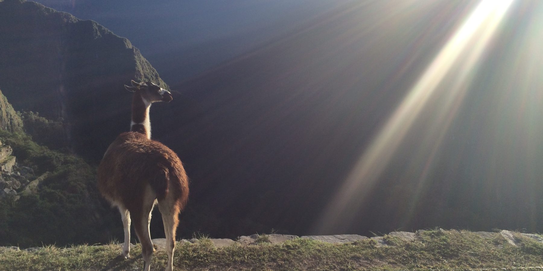 Llamas & Other Misunderstandings